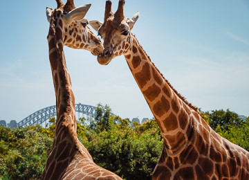 Giraffes, Taronga Zoo.