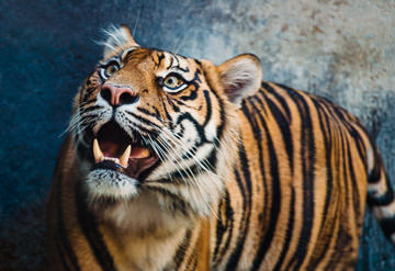 Tiger, Taronga Zoo.