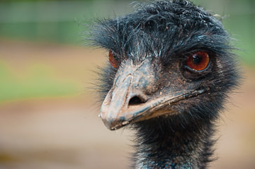 Up close and personal with an emu, Billabong Zoo.