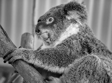 Koala, Billabong Zoo.