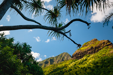 Palms and cliffs on the Na Pali coast.