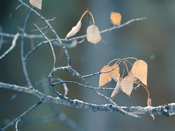 The last remaining leaves cling to an aspen tree on a chilly Montana day in late autumn.