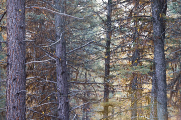 Old pine and hints of morning sun on a late autumn day in Montana.