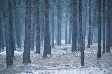 A melancholy forest scene during a late autumn snowfall, Montana.