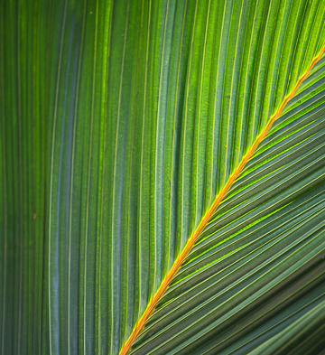 Palm leaf abstract.