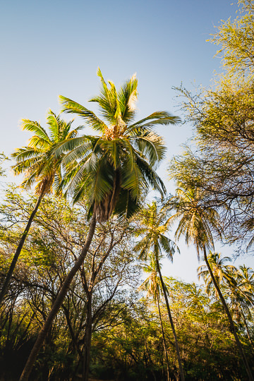 Coconut palms, Keomuku.