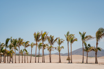 Coconut palms, Costa Palmas.