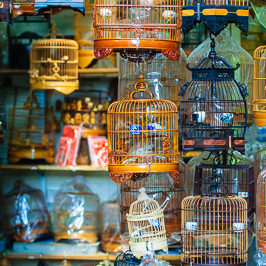 A store full of bird cages