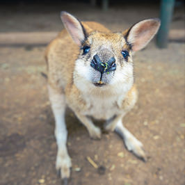 A curious wallaby, Australia